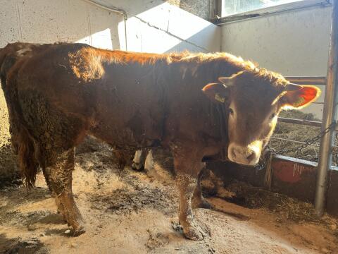 Limousin-Jungstier