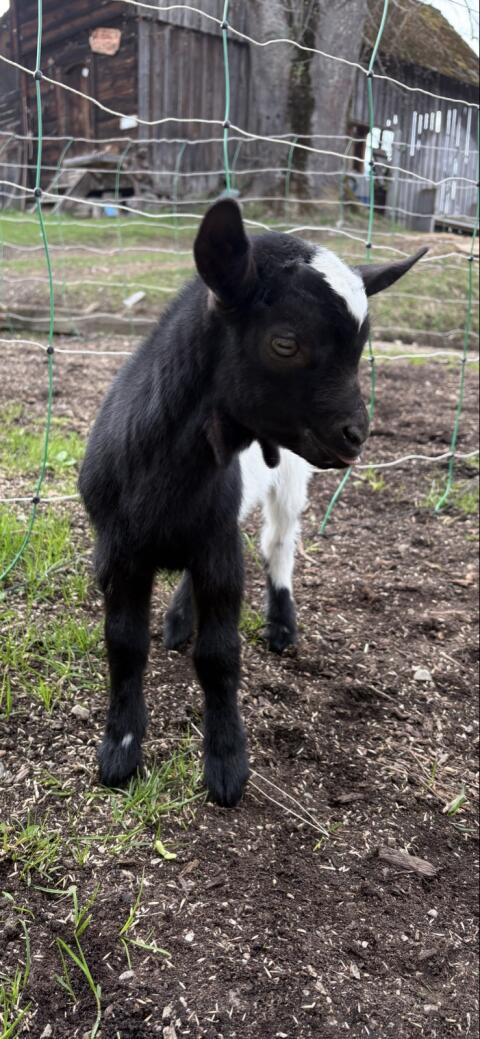 Zwergziegenbock bio