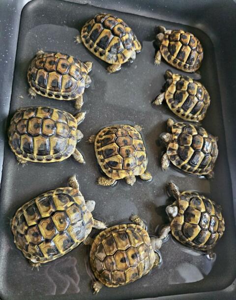 Griechische Landschildkröten Nachzuchten 2024
