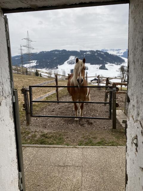 Pferd