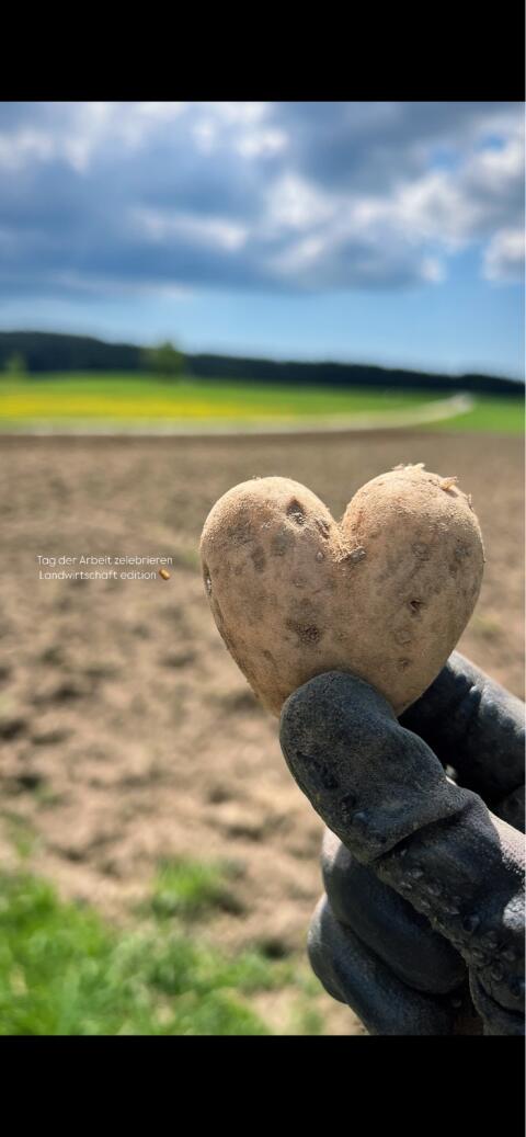 Bio-Speisekartoffeln kleine Sortierung