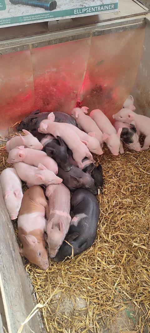Ferkel Duroc x Pietrain