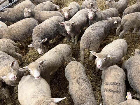 Ile de France Zuchtlämmer & Zuchtschafe