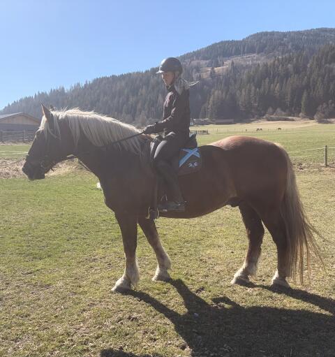Schicker Noriker Wallach