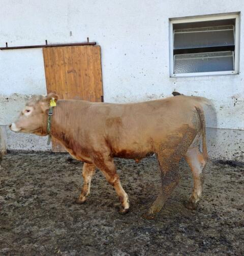 Limousin-Stier