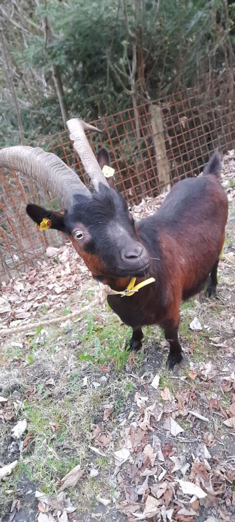 Ziege