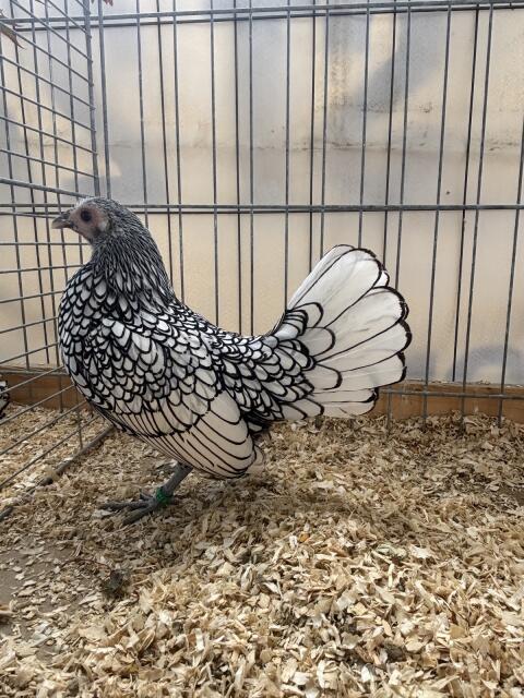 Sebright Küken - silber/schwarz gesäumt