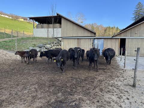 Wagyu Herde