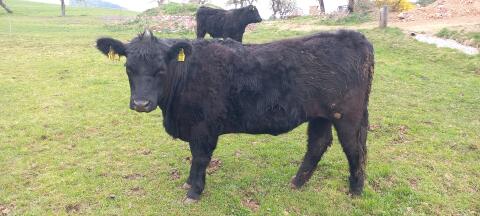 BIO GALLOWAY-ANGUS KALBINNEN