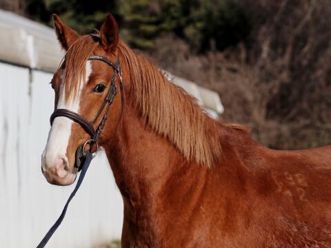 7 vielversprechende Jungpferde direkt vom Züchter