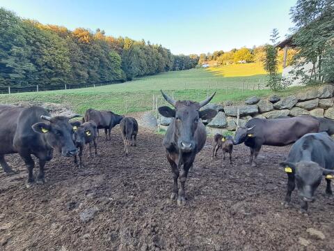 Wagyu Herde