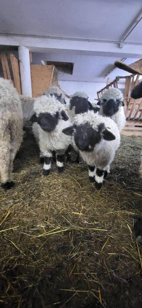 Verkaufe zwei weibl. Walliser Schwarznasen