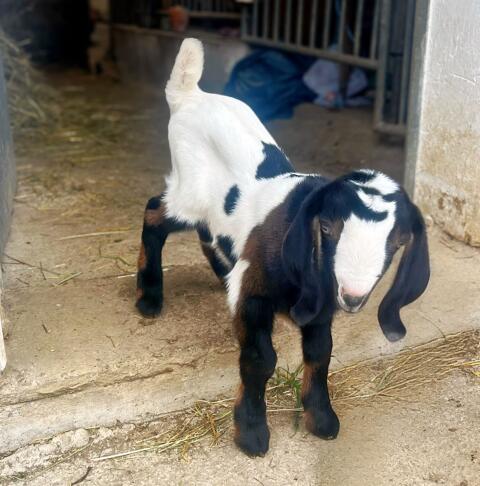 Anglonubierbock