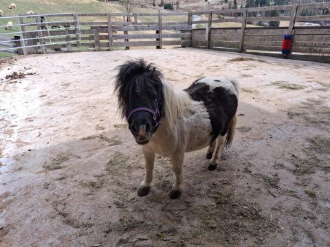 Mini Shetlandpony Hengst