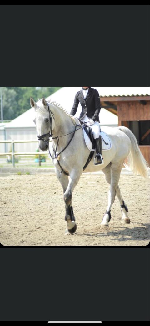 Großrahmiger Wallach zu verkaufen