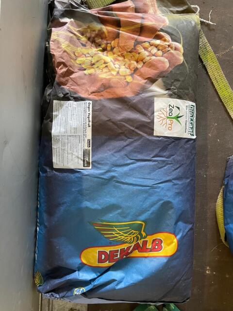 Maissaatgut die Melissa