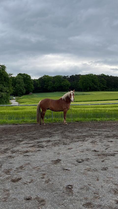 Noriker Wallach