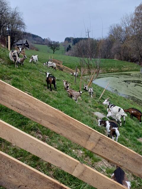 Ziegenkitze abzugeben