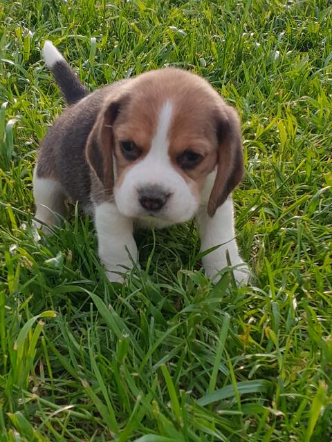 Beagle-Welpen von registriertem Züchter kaufen