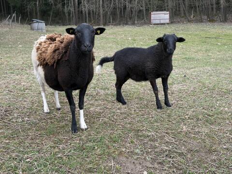 Nolana Schaf - Familie
