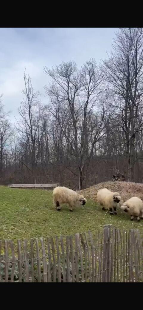 Schwarznasen Schafe 5 Stk.