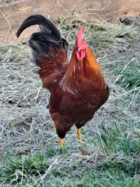 Hahn Gockelhahn
