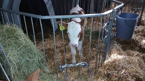 Verkaufe weibliches Bio-Kalb
