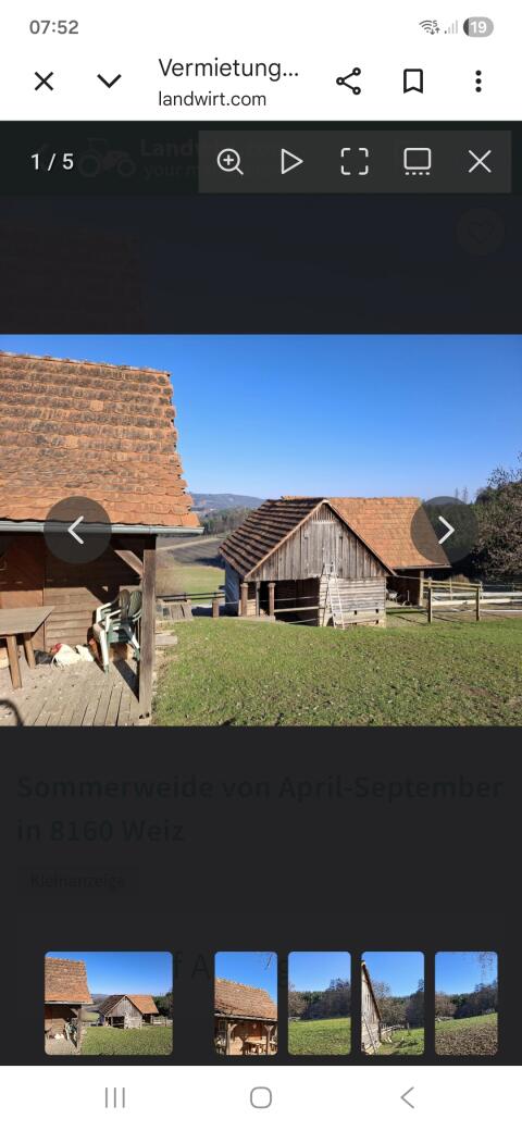 Sommerweide
