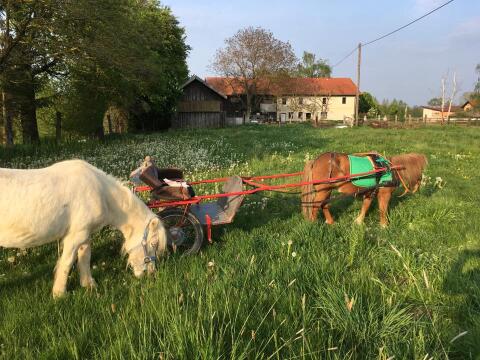Suche Stall oder Einstellplatz für 2 kleine alte Ponys und 1 Kleinpferd