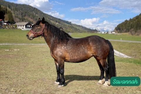 Noriker