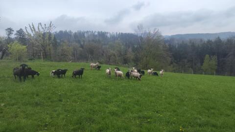 Waldschafe