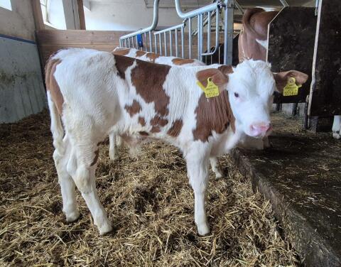 Fleckvieh x Montbeliarde Stierkalb