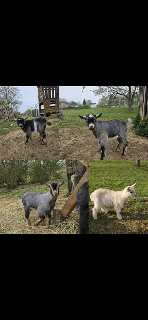 Zwergziegen-Babys