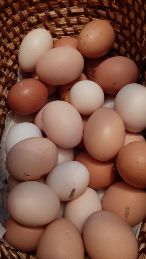 Bruteier von bunter Hofhuhnschar