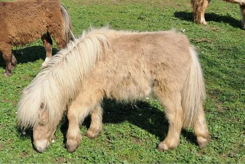 Minishetland Hengstjährling