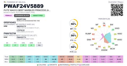 Wagyu Zuchtkalbin tragend mit Mayuko