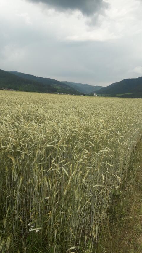 BIO Futterroggen
