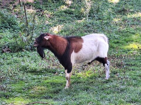 Bock