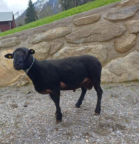 Jura-Widder