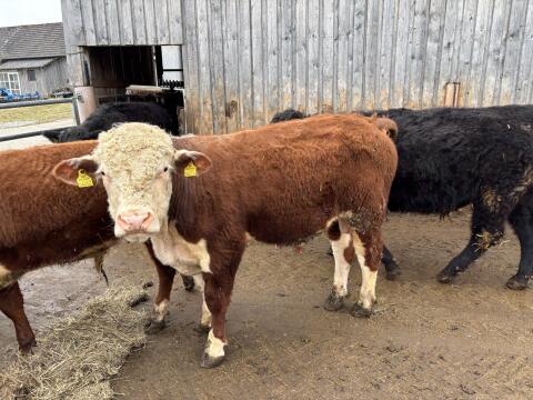 Bio Hereford Stier