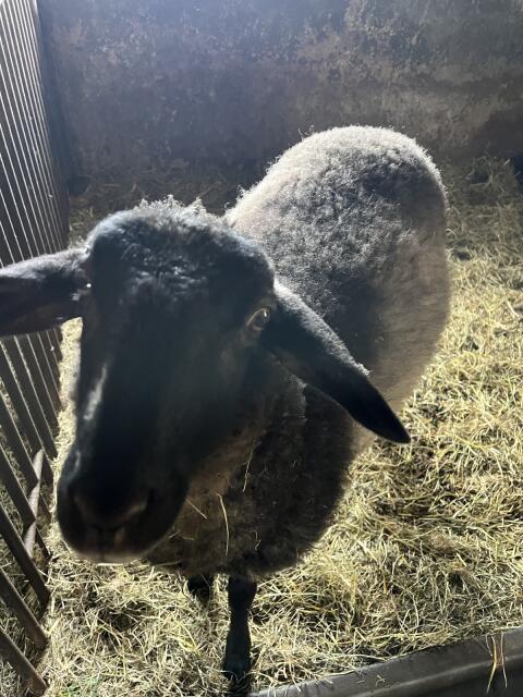 Lamm weiblich