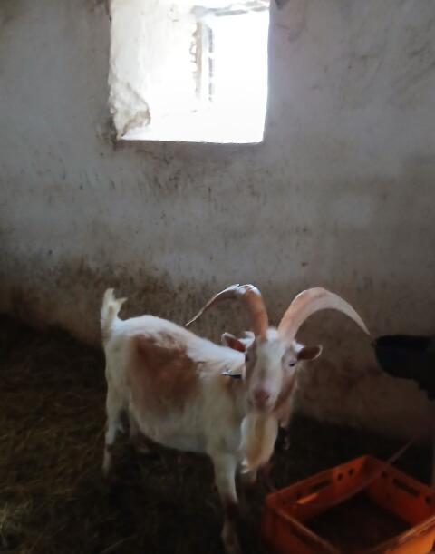 Ziegenbock