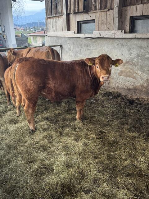 Limousin Stier