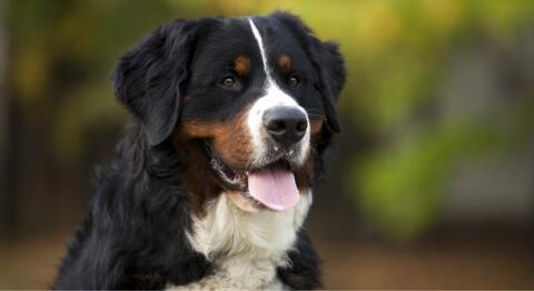 Berner Sennen Deckrüde gesucht