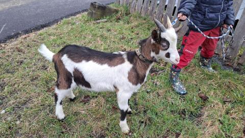 Tauernschecken Bock