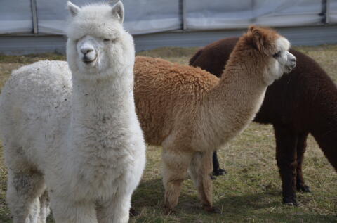 Alpaka-Stuten