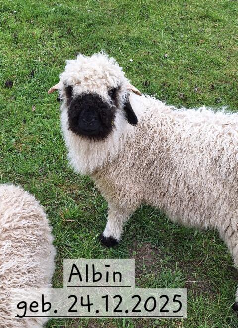 Walliser Schwarznasenlamm ml.