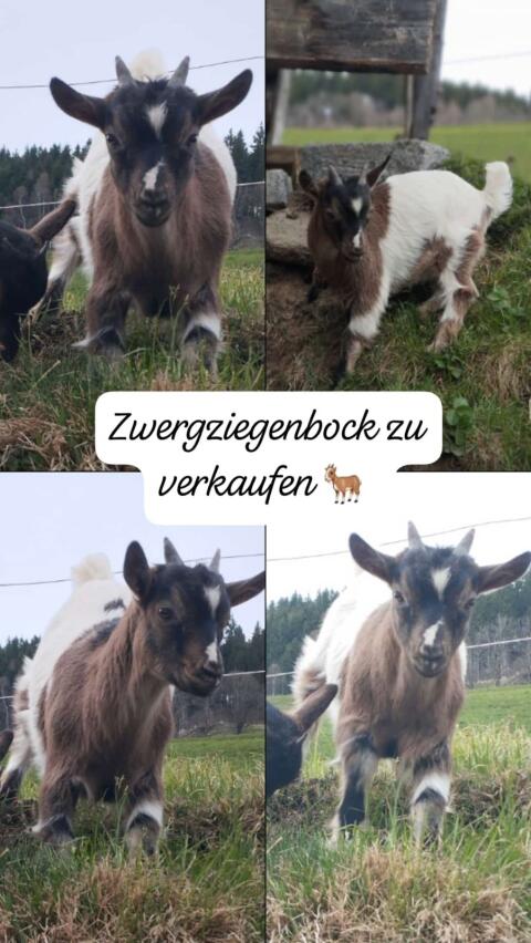 Zwergziegenbock