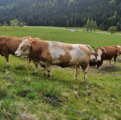 Fleckvieh-Fleisch-Stier