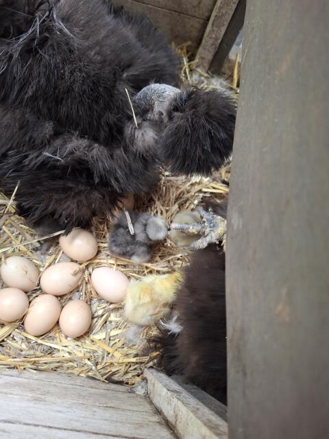 Bruteier unserer Zwergseidenhühner